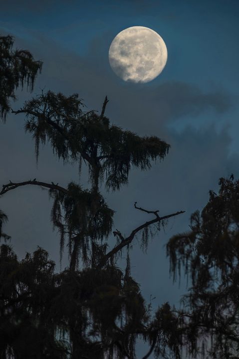 Moon Top - Black Bayou Photography - Photography, Astronomy