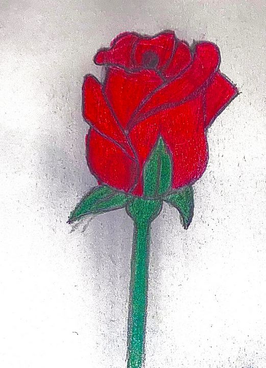 red rose - Noelle