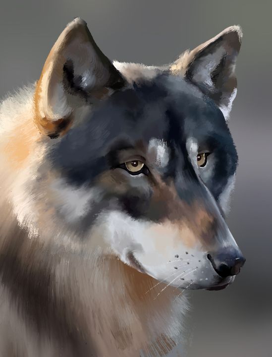 Wolf - MRG - Digital Art, Animals, Birds, & Fish, Wolves - ArtPal