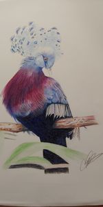 Rare Bird #1 Color