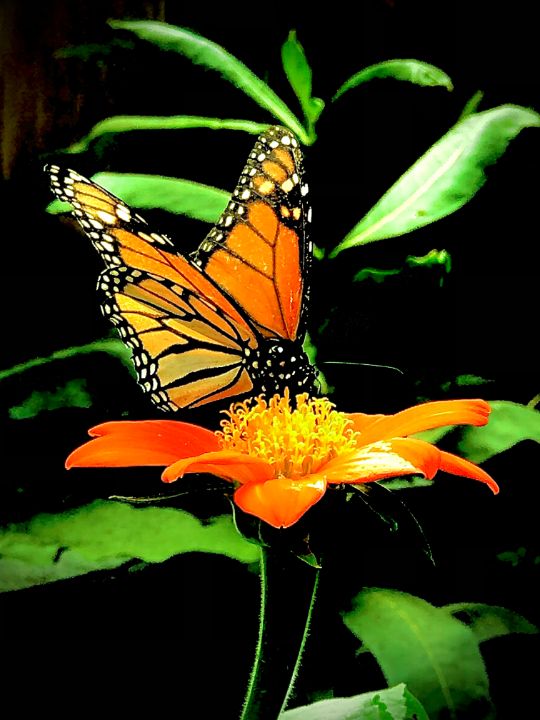 Monarch Butterfly - Handcrafted Love