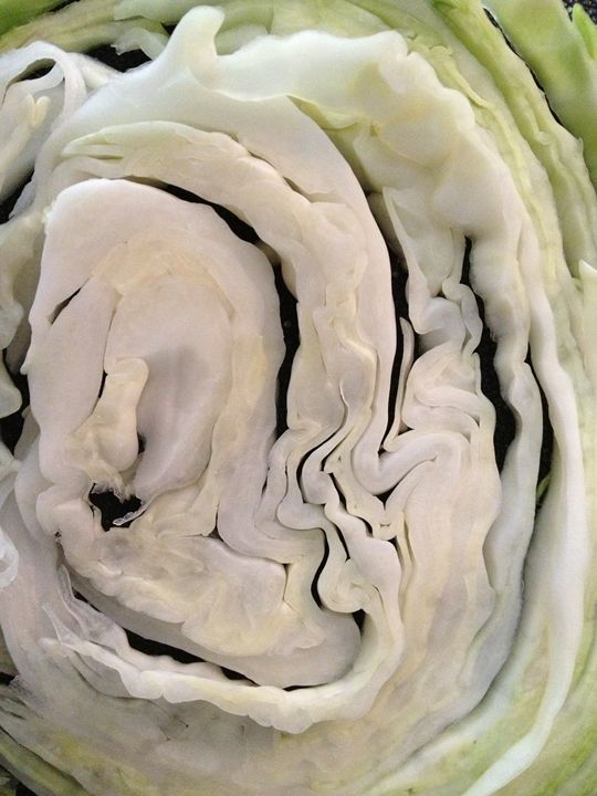 Cabbage Layers - SHWERZ