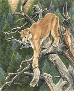 mountain lion art