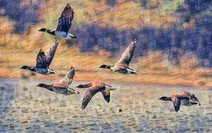 BRANT GOOSE FLIGHT