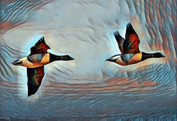THE BRANT GOOSE FLYING OVER THE SKY - THE CREATION OF GOD