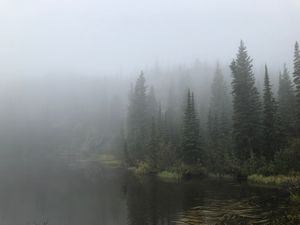 Lake and Forest on a Foggy Morning