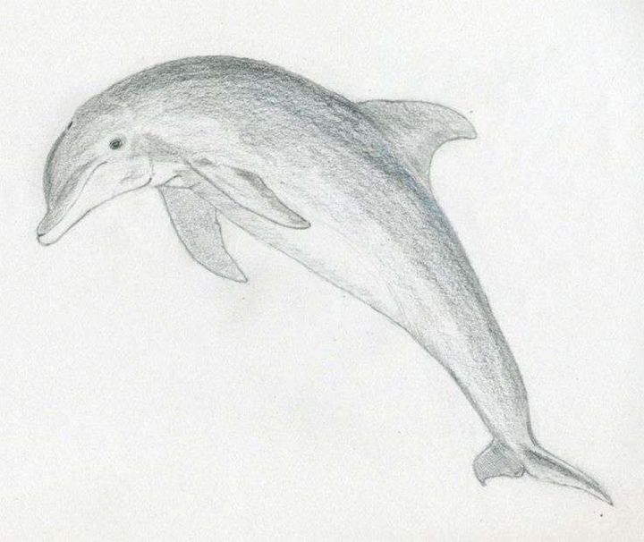 Dolphin Drawing by Daria Kamishanova | Saatchi Art