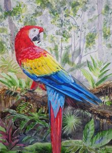Hansa シマウマ Portraits of Nature art 26009 Scarlet macaw - JamesShandArtist - Paintings & Prints, Animals