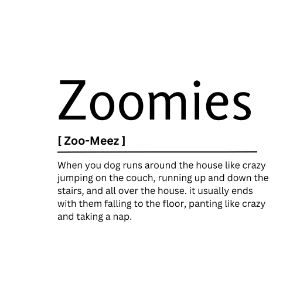 Zoomies  Dictionary Definition
