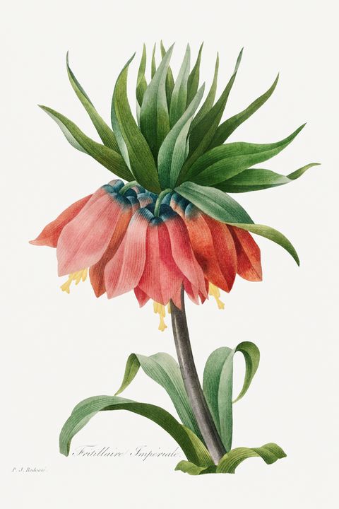 Crown Imperial Fritillary (1827) by - Rina