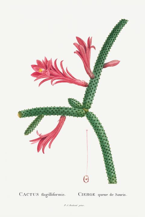 Cactus Flagelliformis Image from His - Rina