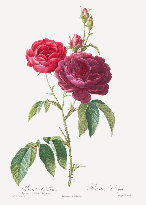 Purple French Rose, Rosa gallica pur - Rina
