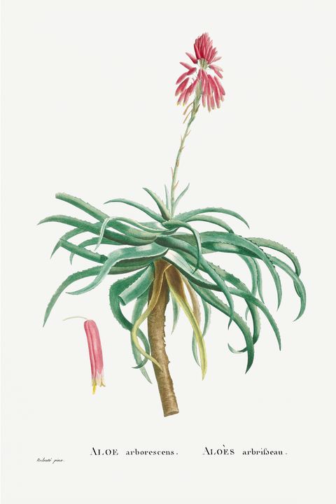 Aloe Arborescens (Candelabra Aloe) f - Rina