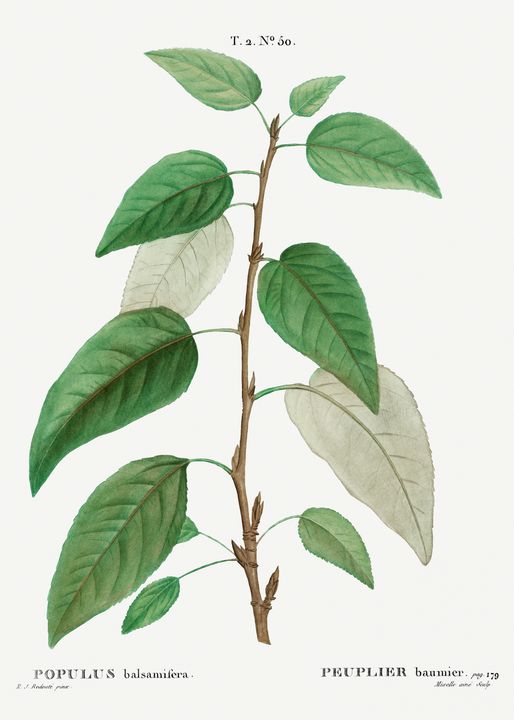 Balsam poplar (Populus balsamifera) - Rina