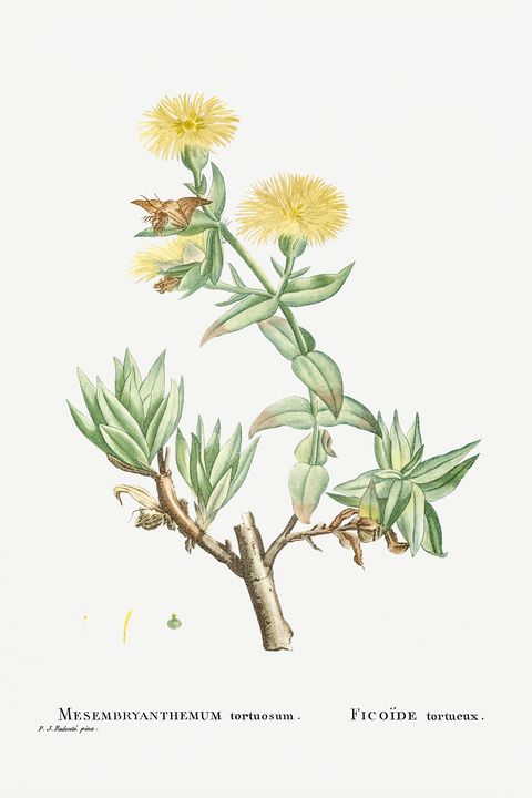 Mesembryanthemum Tortuosum (Kanna) f - Rina