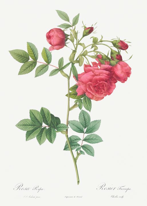 Turnip Roses, Rosa rapa from Les Ros - Rina - Paintings & Prints ...