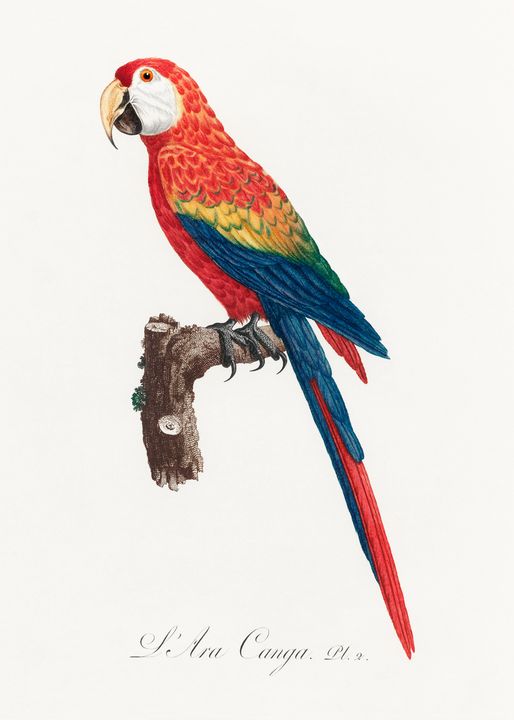 Ara Canga from Natural History of Pa - Rina