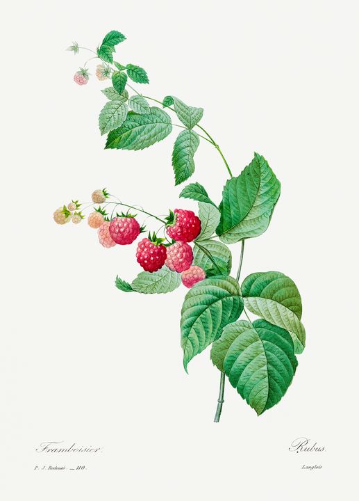 Raspberry by Pierre-Joseph Redouté ( - Rina