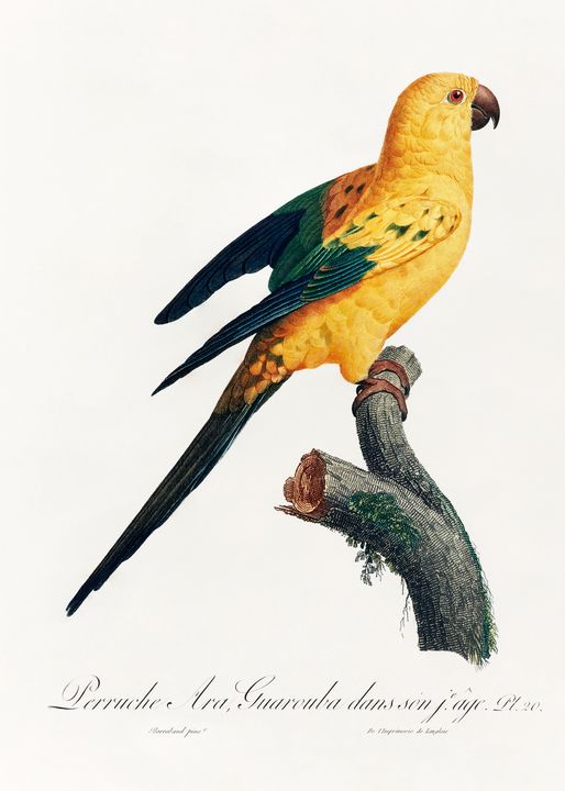 The Sun Parakeet, Aratinga solstitia - Rina