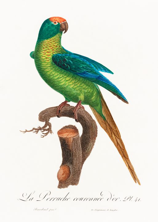 The Peach-Fronted Parakeet, Eupsittu - Rina