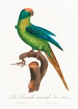 Natural History of Parrots (1801-180