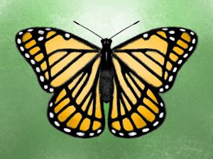 Fractal Butterfly - Brian's Collection - Digital Art, Animals, Birds, &  Fish, Bugs & Insects, Butterflies & Moths - ArtPal