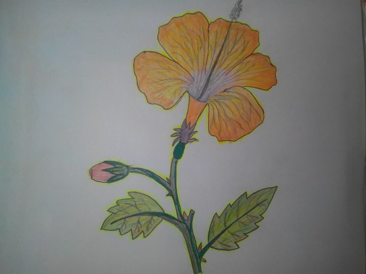 How to draw hibiscus flower alekhan and color important for class 10 th UP  board exams. part- 2 - YouTube