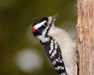 Downy Woodpecker 1901