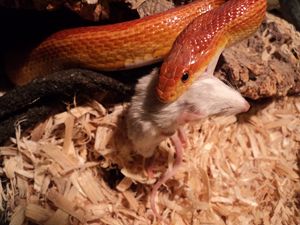 Snake eating Mouse