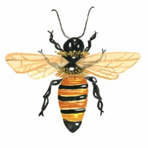 Honey Bee - Cara's Garden