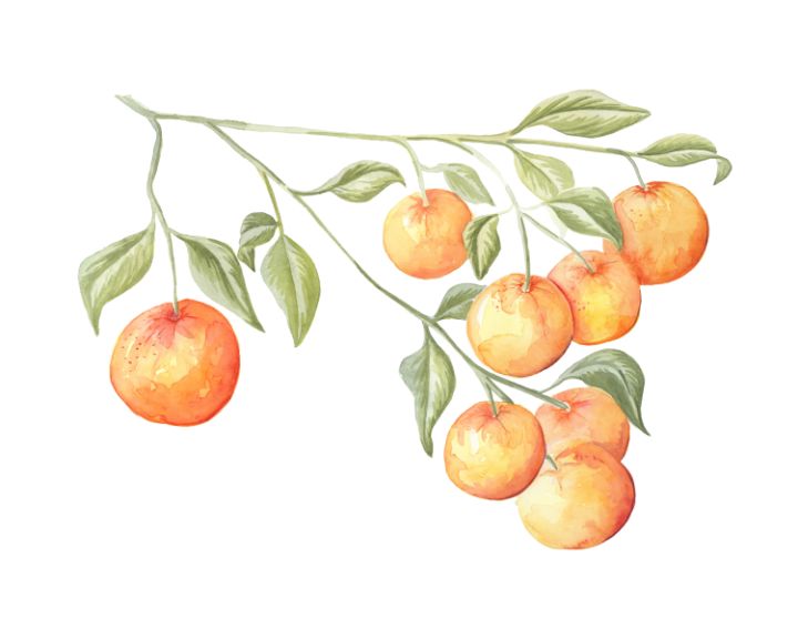 Oranges - Cara's Garden
