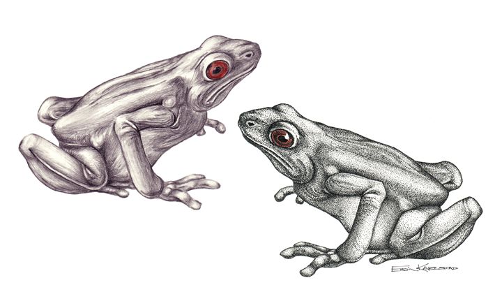 A pencil sketch drawing of a large size frog, full white body, left to  right angle children's colouring book on Craiyon