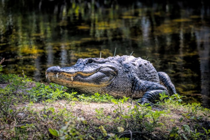 Alligator laying on the bank - DLF Photo - Photography, Animals, Birds ...