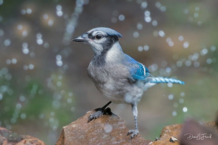 Blue Jay on rock - DLF Photo - Photography, Animals, Birds, & Fish ...