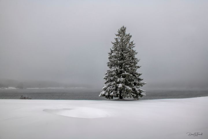 Lone pine tree surrounded by snow - DLF Photo - Photography, Landscapes ...
