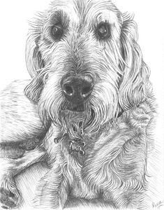 Nigel - Marcia Charity for Animals - Drawings & Illustration, Animals ...