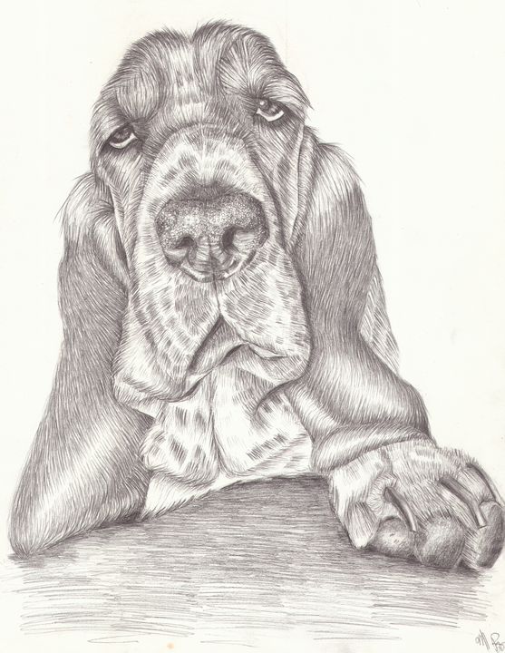 How to draw a Basset Hound dog  YouTube