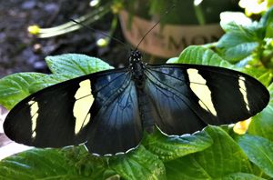 Sara Longwing Butterfly