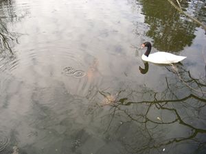 A walk in the park