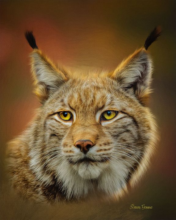 Carte postale en bois lynx portrait
