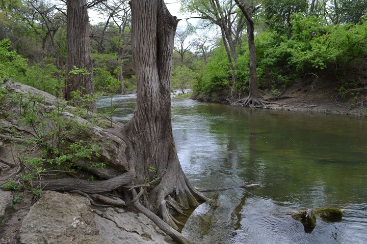 Tree by water - Brandon W. Ross - Photography, Landscapes & Nature ...