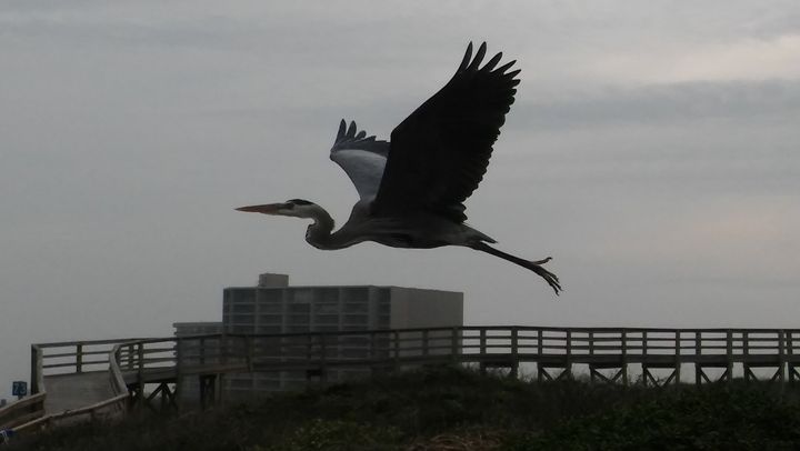 Bird in Flight, Texas Coast - Brandon W. Ross - Photography, Animals,  Birds, & Fish, Birds, Crane & Stork - ArtPal