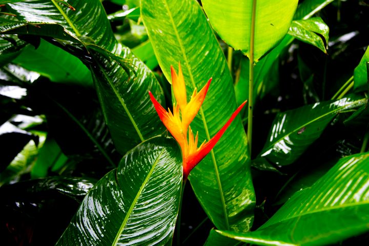 Heliconia 2 - Aspen Ridge Gallery - Photography, Flowers, Plants, & Trees,  Flowers, Other Flowers - ArtPal
