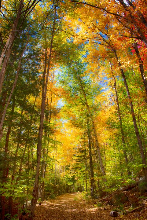 New Hampshire logging road - Aspen Ridge Gallery - Photography, Places ...