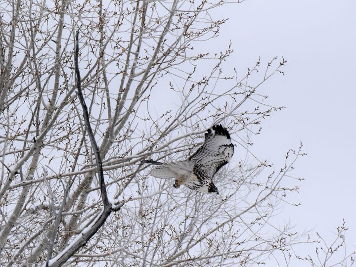 Red Tail Hawk, Midway, Utah - Aspen Ridge Gallery - Paintings & Prints ...