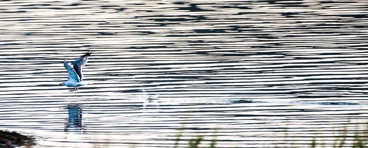 Seagull skimming the lake - Aspen Ridge Gallery