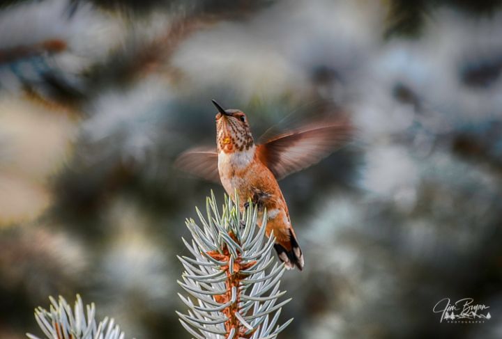 Humming bird ready for flight - Aspen Ridge Gallery