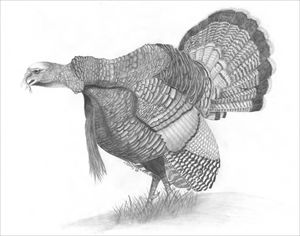 Turkey 2(pen and ink) - syed akheel art - Drawings & Illustration ...