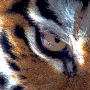 Determined Fierce Tiger eye