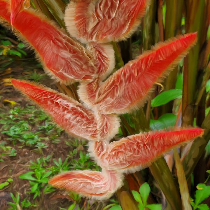 Tropical Costa Rican flower - Pura Vida Visions
